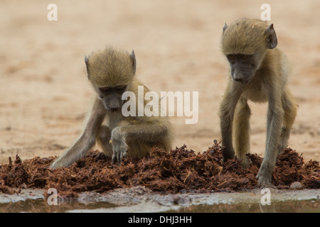 Des babouins Chacma bébé (Papio ursinus) dans la bouse d'éléphant Banque D'Images