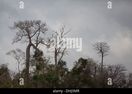 Les grands arbres à côté Cuipo Lago Bayano, dans la province de Panama, République du Panama. Banque D'Images