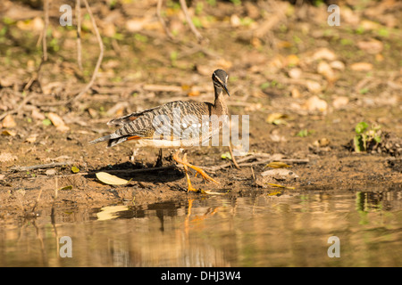 Stock photo d'un sunbittern, Pantanal, Brésil. Banque D'Images