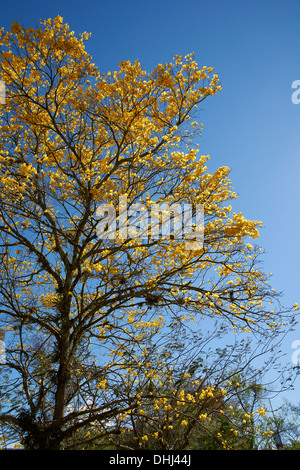 Trompette d'or en fleurs arbre dans le sud du Brésil est le printemps ! Banque D'Images