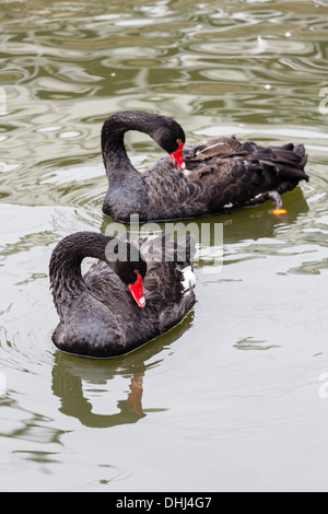 Couple de cygnes noirs nageant dans un étang Banque D'Images