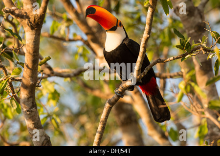 Stock photo d'un Toucan toco perché dans un arbre, Pantanal, Brésil. Banque D'Images