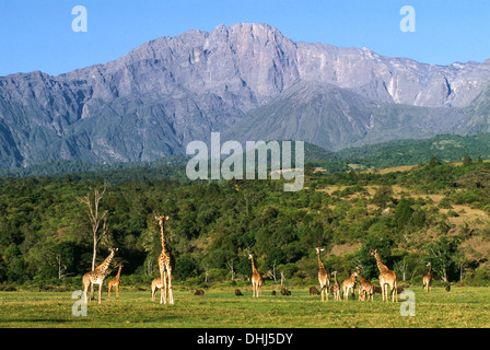 Les Girafes (Giraffa camelopardalis) et le buffle (Syncerus caffer) au pied du Mont Meru, Arusha Nationalpark, Tazania Banque D'Images