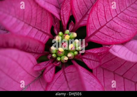 Close-up image de la vibrante houseplant Poinsettia rose rouge à lèvres rouge à lèvres - Euphorbia pulcherrima 'Pink' Banque D'Images
