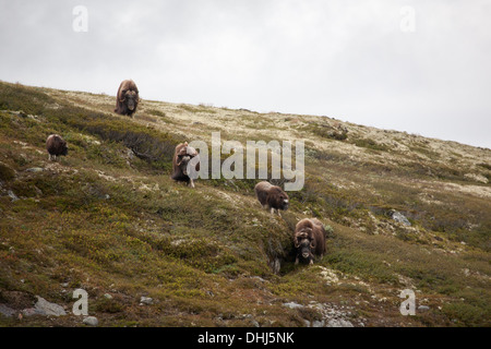 Un troupeau de Bœufs musqués, Ovibos moschatus, dans le Parc National de Dovrefjell, Dovre, la Norvège. Banque D'Images