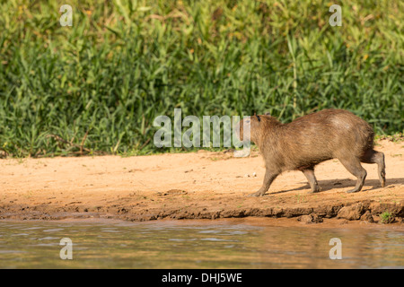 Stock photo d'un capybara marcher le long de la plage, Pantanal, Brésil. Banque D'Images