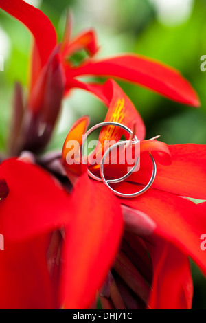 Les anneaux de mariage flower leaf texture bois deux pétales brun nature rouge passion naturelle des couleurs claires symbole cercle rond coloré Banque D'Images