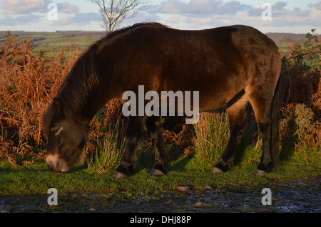 Beau début d'automne après-midi sur la colline de Haddon, Somerset poney Exmoor broute joyeusement dans le soleil Banque D'Images