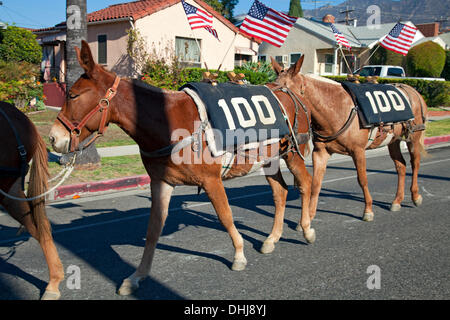 Glendale, Californie, USA. 11Th Nov, 2013. Une Journée des anciens combattants de la mule parade à Laval, Québec c'est la dernière étape d'une action de l'artiste appelé 'une centaine de mules à l'Aqueduc de Los Angeles", qui était un mois long, 240 km de route de Owens Valley à Los Angeles qui commémore les 100 ans de l'ouverture de l'Aqueduc de Los Angeles. Credit : Température Images Inc./Alamy Live News Banque D'Images