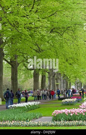 Les gens entre les arbres et fleurs affiche, jardins de Keukenhof, près de lisse, en Hollande Banque D'Images