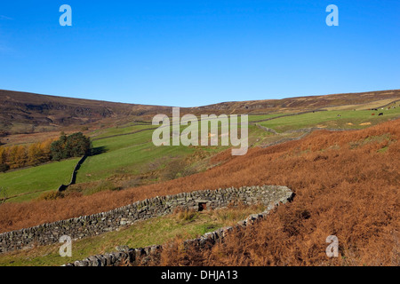 Paysage de North York Moors à l'automne, avec des murs en pierre sèche, de prairies vertes et de fougères fougères sous un ciel bleu clair. Banque D'Images