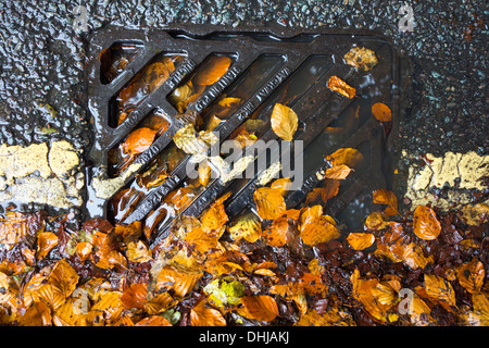 Un drain obstrué par les feuilles tombées. Banque D'Images