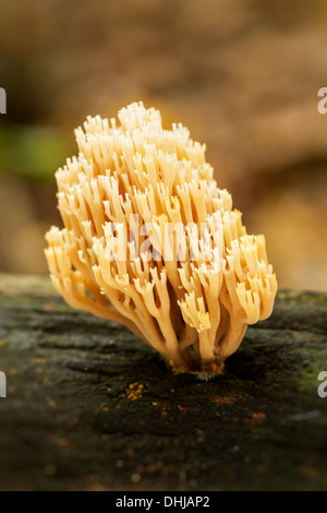 Des champignons de corail (Ramaria formosa) close-up Banque D'Images