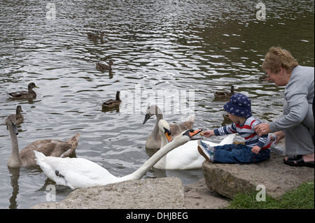 L'alimentation à la main un petit garçon avec grand-mère swan à Wareham sur la rivière Frome Banque D'Images