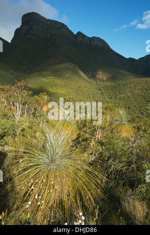 Arbre d'herbe (Kingia australis) ci-dessous Bluff Knoll, Stirling National Park, Australie occidentale Banque D'Images