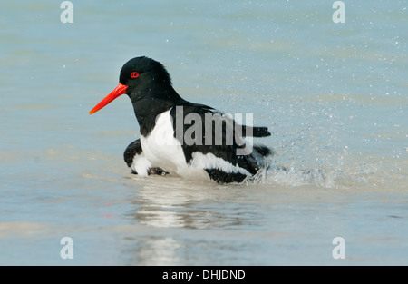 L'Huîtrier pie (Haematopus longirostris) l'île Rottnest, Perth, Australie occidentale Banque D'Images