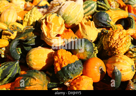 Décoration colorée, courges et citrouilles affichée à un marché de producteurs Banque D'Images