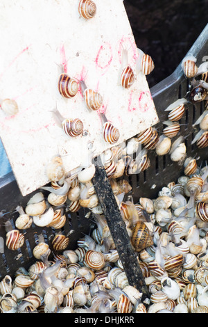 Les escargots comestibles en vente dans un marché de la Sicile (Catane) Banque D'Images