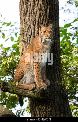 Lynx sur un arbre, Skalen zoo, Stockholm, Suède, Europe Banque D'Images