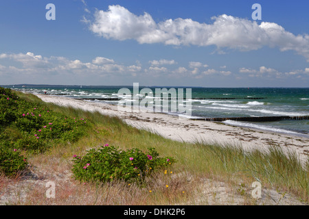 Plage de l'île de Hiddensee sur ( Gellen, côte de la mer Baltique, Mecklembourg Poméranie occidentale, l'Allemagne, de l'Europe Banque D'Images