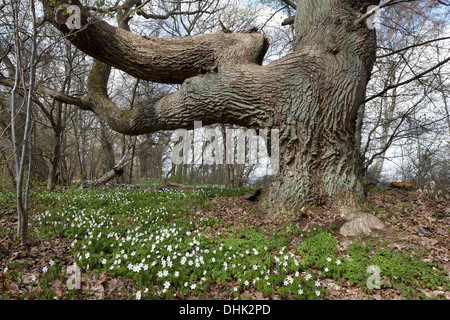 Vieux chêne et bois en fleurs sur l'île de Vilm, anémones, côte de la mer Baltique, le Mecklembourg Poméranie occidentale, l'Allemagne, de l'Europe Banque D'Images