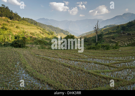 Magnifique paysage de montagnes et de nombreuses terrasses de riz dans le nord-ouest du Vietnam, province de Lao Cai, près de Sapa. Banque D'Images