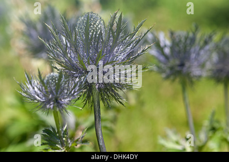 Holly mer Alpine (Eryngium alpinum) Banque D'Images