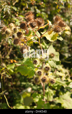 Fruits des semences les cas de la bardane plante dont l'embout crochet bavures inspiré l'invention du velcro Banque D'Images