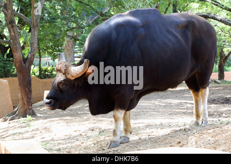 Gaur (Bos gaurus), les Indiens, les bisons Banque D'Images