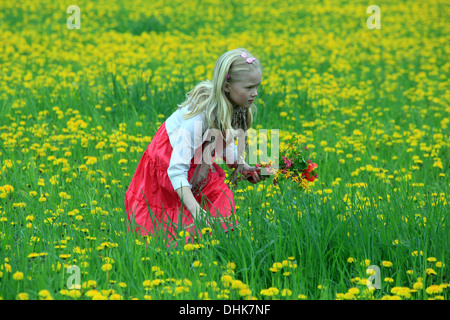 Une petite fille sur un champ de pissenlits, République tchèque, Europe broyé des plantes vertes pissenlits Banque D'Images