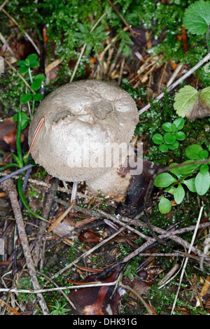 Vesse-de-commune. Esclatabufa. Lycoperdon perlatum. Mushroom Banque D'Images