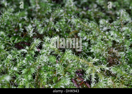 Polytrichum formosum, Chamrousse, Alpes, France Banque D'Images