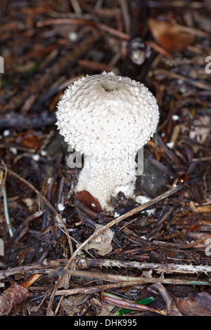 Vesse-de-commune. Esclatabufa. Lycoperdon perlatum. Les Champignons Banque D'Images