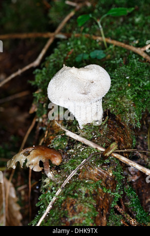 Vesse-de-commune. Esclatabufa. Lycoperdon perlatum. Mushroom Banque D'Images