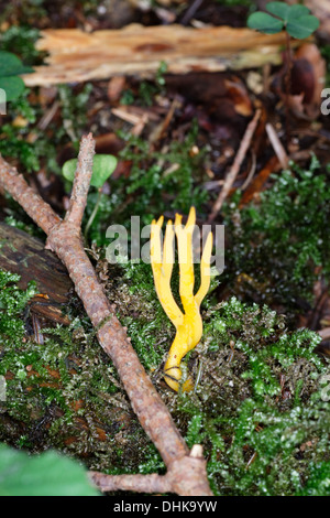 Jaune, Stag's-corne, champignon, Calocera viscosa, Banque D'Images