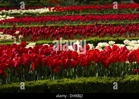 Tulipes rouges dans les jardins botaniques royaux, Madrid, Espagne Banque D'Images