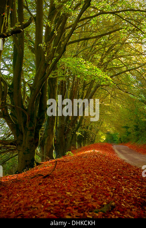 Décor de style boisé à l'automne avec vert, rouge et jaune Banque D'Images