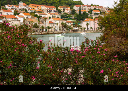 Fleurs d'oléandre foisonnent dans la vieille ville de Korcula, Croatie Banque D'Images