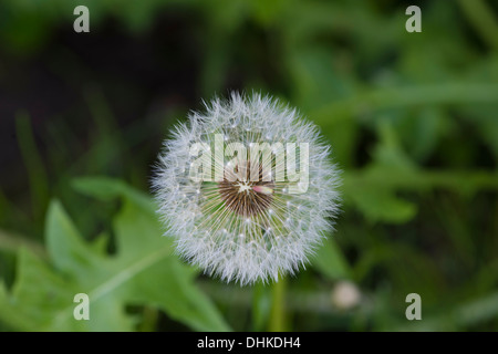 Pissenlit unique parmi les feuilles vertes Banque D'Images