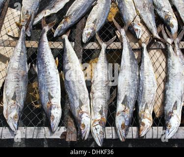 Une séché sous le soleil le poisson salé gourmet Banque D'Images