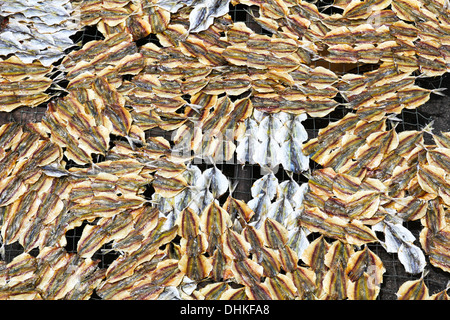 Une séché sous le soleil le poisson salé gourmet Banque D'Images
