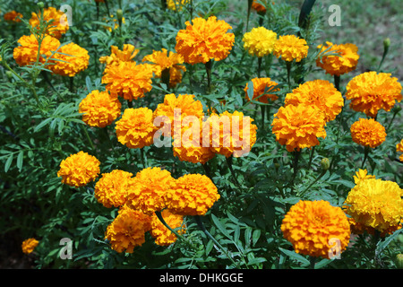 Fleur de calendula Banque D'Images