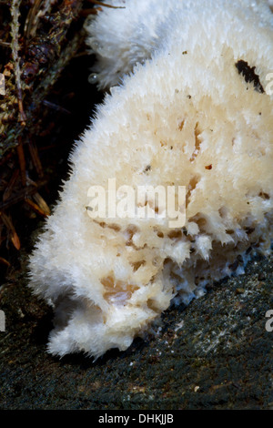 Jelly crantée champignon sur un tronc d'arbre en décomposition Banque D'Images