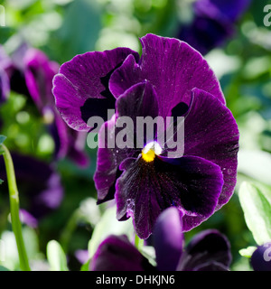 De belles fleurs de printemps Banque D'Images