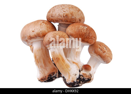 Mushroom isolated on white Banque D'Images