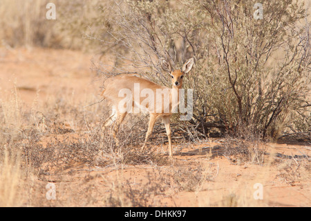 Dik-dik sur les dunes rouges dans le désert du Kalahari Banque D'Images