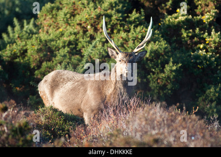 Le cerf sika dans les bois de Arne Réserve Naturelle RSPB, Dorset, UK (Cervus nippon) Automne Banque D'Images