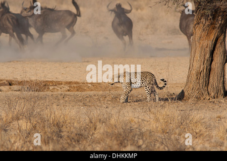 Leopard la chasse dans le désert du Kalahari, Afrique du Sud (Panthera pardus) Banque D'Images