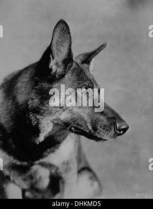 Rin-Tin-tin (1918-1932), Berger Allemand mâle Film Star canine, Portrait Banque D'Images