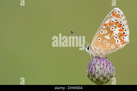 Femme papillon Argus brun reposant sur le capitule Collard Hill Somerset UK Banque D'Images